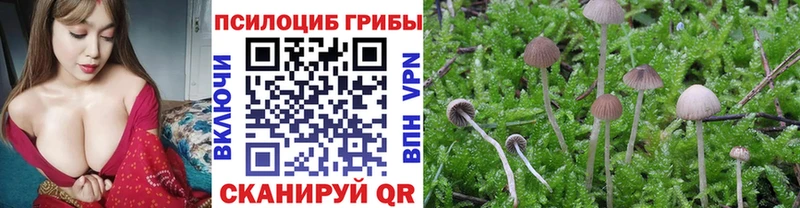 Купить закладки  Курганинск  Галлюциногенные грибы мицелий 